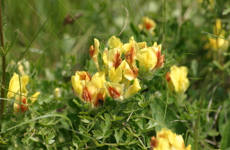 Kopf-Zwerggeißklee (Chamaecytisus supinus) - © Emanuel Trummer